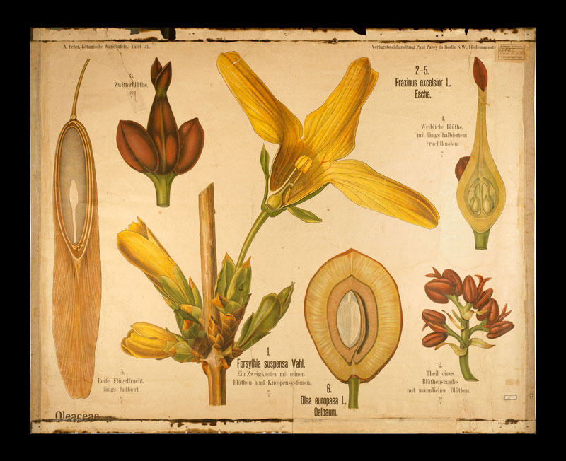 Tafel 49 Oleaceae